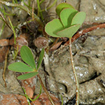 Marsilea quadrifolia - Vierblättriger Kleefarn