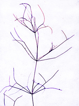 Nitellopsis obtusa
