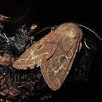 Orthosia cerasi - Rundflügel-Kätzcheneule