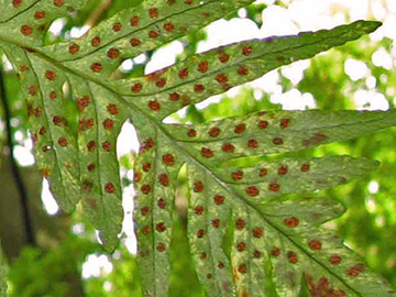 Polypodium shivasiae