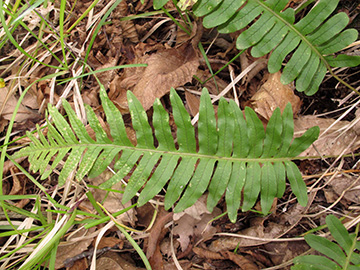 Polypodium shivasiae