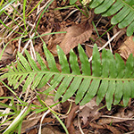 Polypodium ×shivasiae