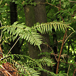 Polypodium ×shivasiae
