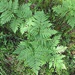 Pteridium aquilinum subsp. pinetorum - Kiefernwald-Adlerfarn