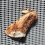Ptilodon cucullina - Ahorn-Zahnspinner