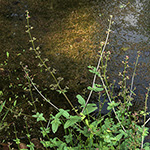 Scrophularia auriculata - Wasser-Braunwurz
