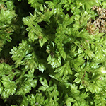 Selaginella apoda - Stängelloser Moosfarn
