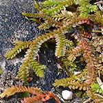 Selaginella helvetica - Schweizer Moosfarn