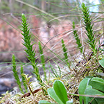 Selaginella selaginoides - Dorniger Moosfarn