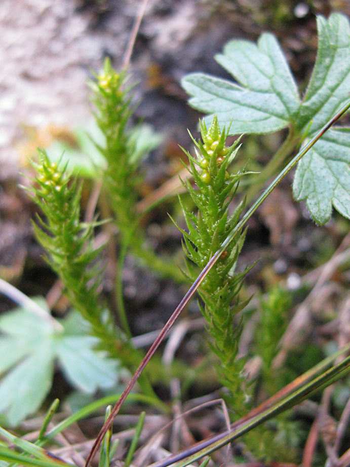 Selaginella sealginoides