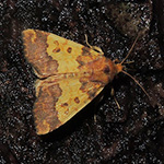 Tiliacea aurago - Gold-Gelbeule