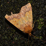 Tiliacea aurago - Gold-Gelbeule