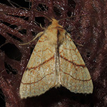 Tiliacea citrago - Linden-Gelbeule