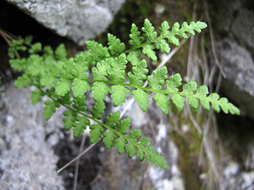 Woodsia alpina