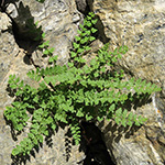 Woodsia alpina - Alpen-Wimperfarn