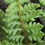 Woodsia ilvensis - Rostroter Wimperfarn