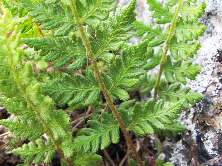 Woodsia ilvensis