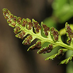 Woodsia pulchella - Zierlicher Wimperfarn