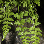 Woodsia pulchella - Zierlicher Wimperfarn