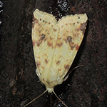 Xanthia icteritia - Bleich-Gelbeule