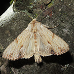 Apamea lithoxylaea - Weißlichgelbe Grasbüscheleule