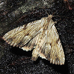 Apamea lithoxylaea - Weißlichgelbe Grasbüscheleule
