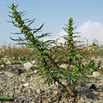 Artemisia biennis - Zweijähriger Beifuß
