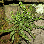 Asplenium trichomanes subsp. quadrivalens - Gewöhnlicher Braunstieliger Streifenfarn