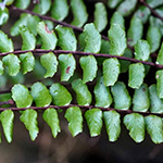 Asplenium trichomanes subsp. quadrivalens - Gewöhnlicher Braunstieliger Streifenfarn
