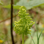 Botrychium virginianum - Virginische Mondraute