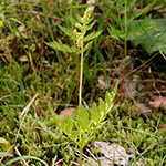 Botrychium virginianum - Virginische Mondraute