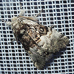 Colocasia coryli - Haseleule