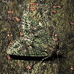 Dryobotodes eremita - Olivgrüne Eicheneule