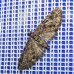 Eupithecia abbreviata - Eichen-Blütenspanner