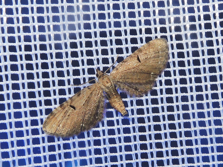 Eupithecia absinthiaca