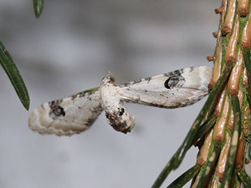 Eupithecia centaureata