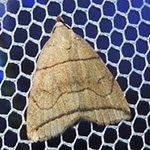 Herminia grisealis - Bogenlinien-Spannereule
