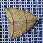 Herminia grisealis - Bogenlinien-Spannereule