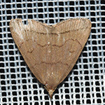 Herminia tarsicrinalis - Braungestreifte Spannereule