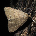 Herminia tarsicrinalis - Braungestreifte Spannereule