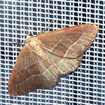 Hylaea fasciaria - Zweibindiger Nadelwaldspanner