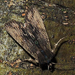 Lithophane semibrunnea - Schmalflügelige Holzeule