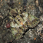 Polyphaenis sericata - Bunte Ligustereule