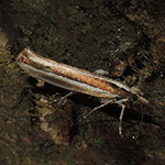 Ypsolopha ustella - Laubwald-Schabenmotte