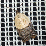 Acleris variegana - Heidelbeer-Wickler