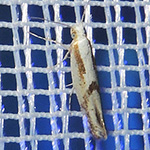 Argyresthia bonnetella - Weißdorn-Knospenmotte