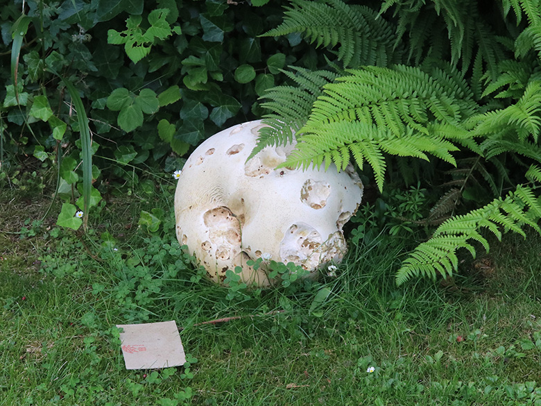 Calvatia gigantea