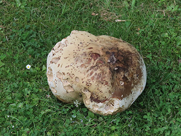 Calvatia gigantea