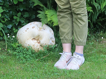 Calvatia gigantea