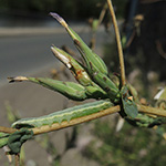 Hecatera dysodea - Kompasslattich-Eule (Raupe)
